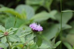 Centratherum punctatum